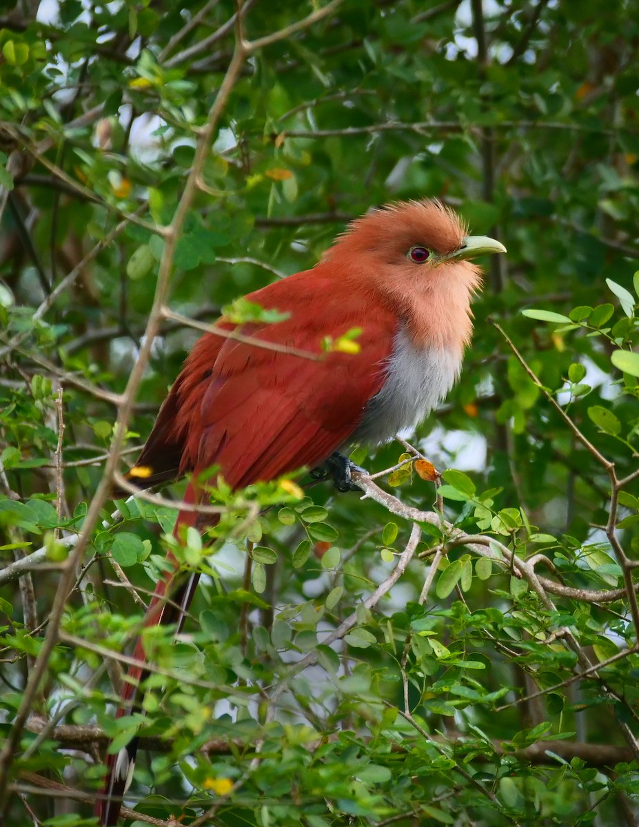 Squirrel Cuckoo - ML148478951