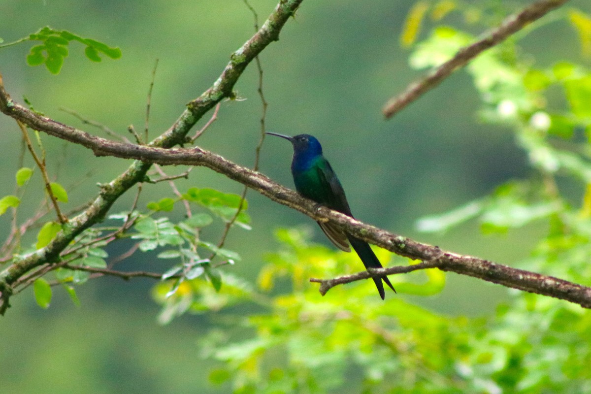 Swallow-tailed Hummingbird - ML148479551