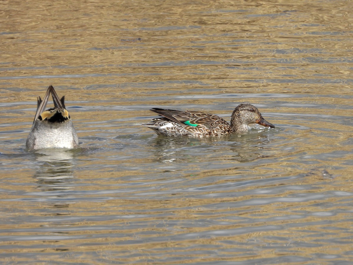 Green-winged Teal (Eurasian) - Samuel Burckhardt