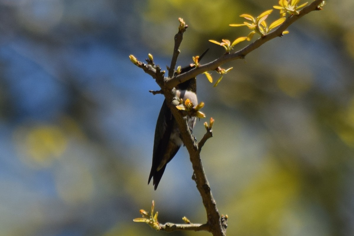 Ruby-throated Hummingbird - Nancy Price