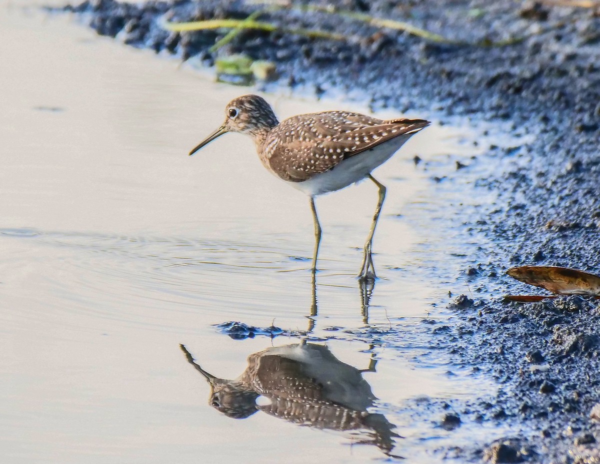 Solitary Sandpiper - ML148481071