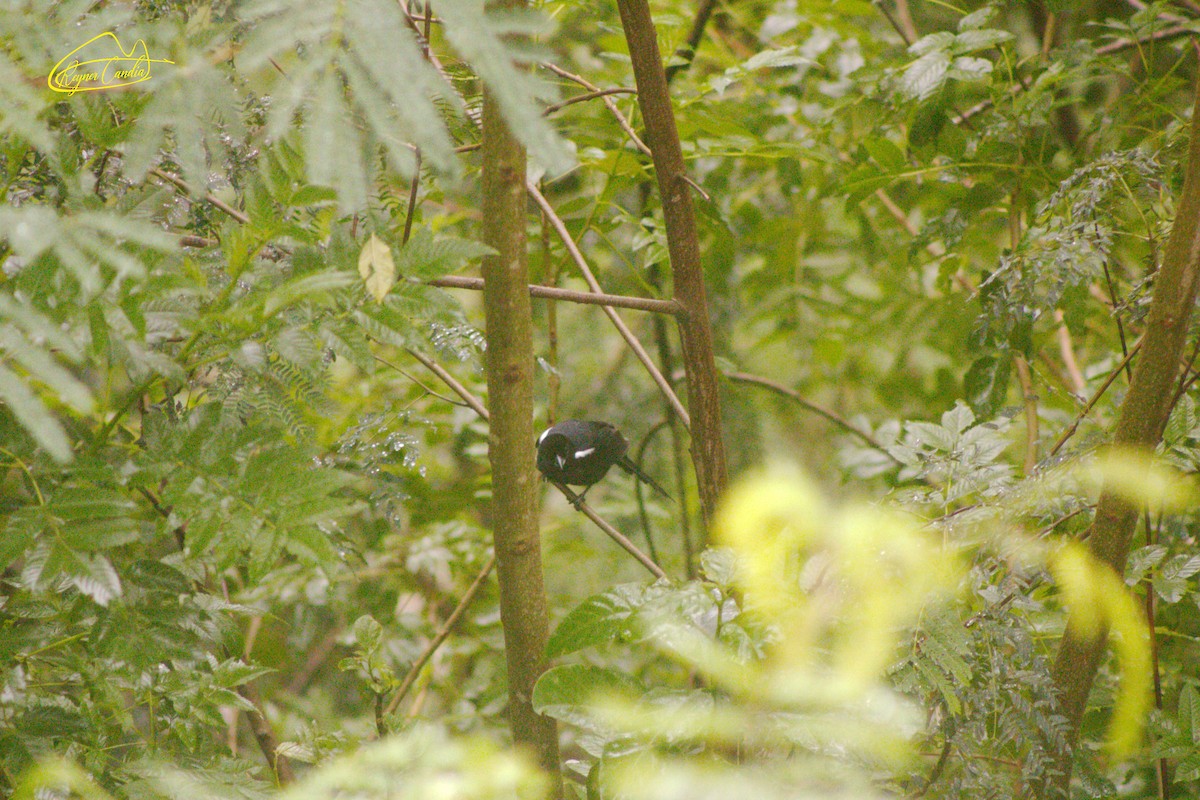 White-lined Tanager - ML148482071