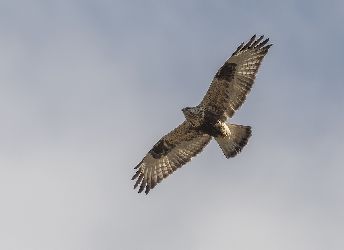 Rough-legged Hawk - ML148482431