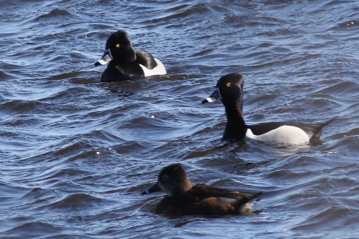 Ring-necked Duck - ML148482921