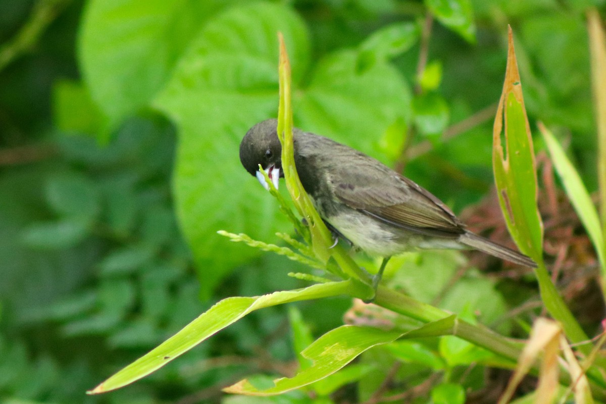 Yellow-bellied Seedeater - ML148482941
