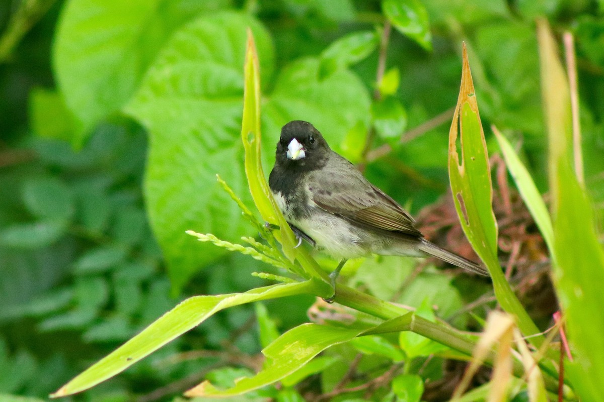 Yellow-bellied Seedeater - ML148482951