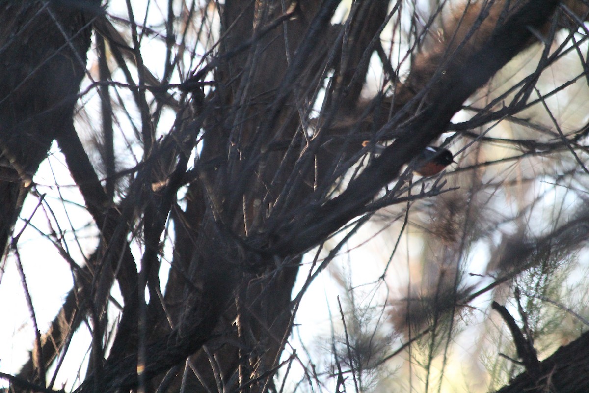 Painted Redstart - ML148483941