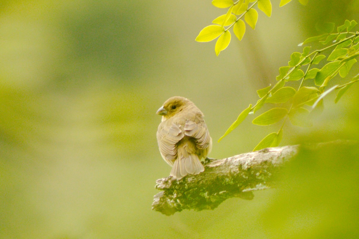Yellow-bellied Seedeater - ML148484201