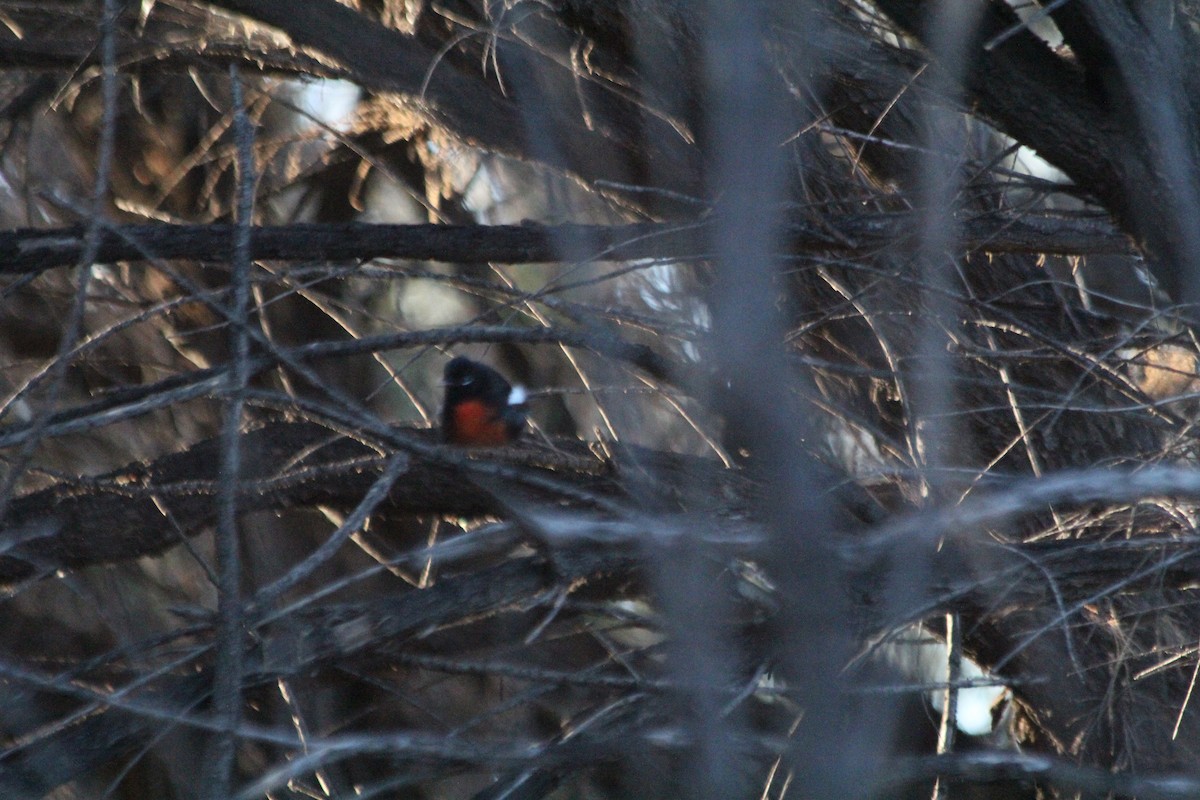 Painted Redstart - ML148484431