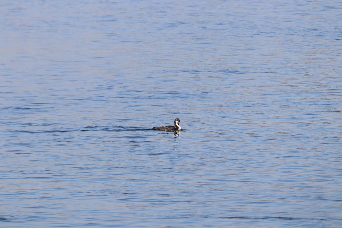 Pacific Loon - ML148486581