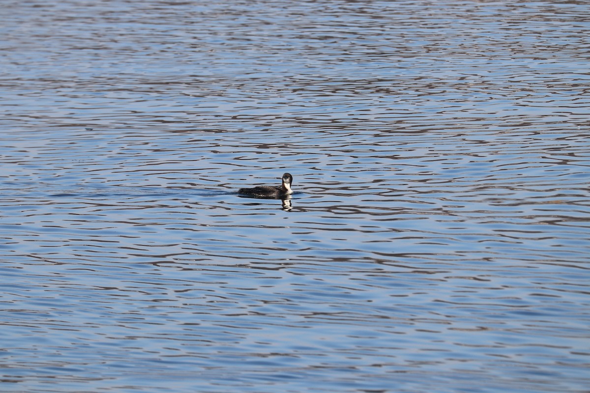 Pacific Loon - bill belford