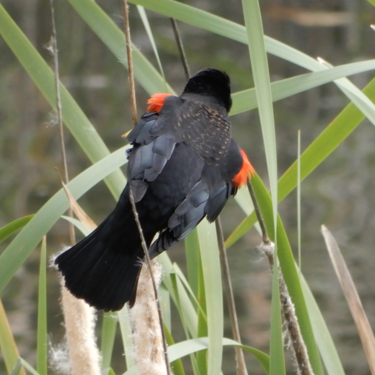 Red-winged Blackbird - ML148490041