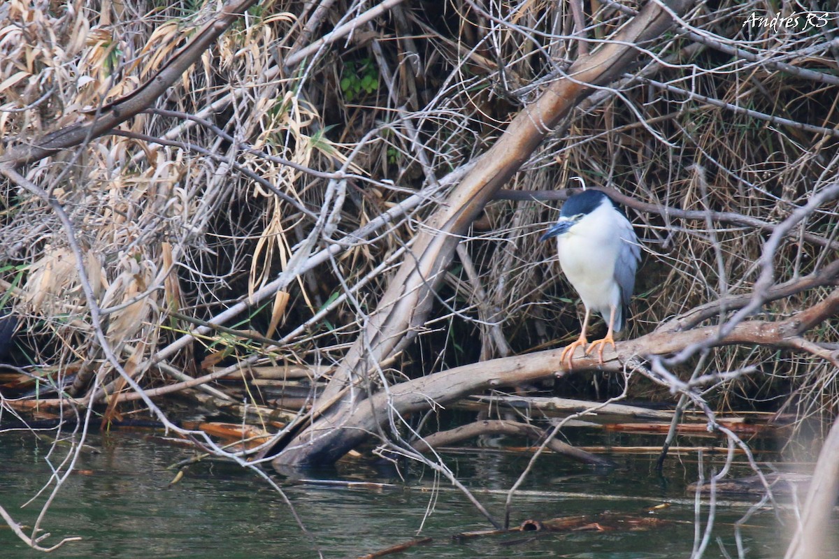 Black-crowned Night Heron - ML148491301