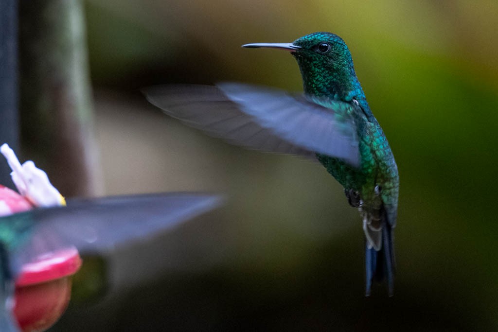 Western Emerald - Augusto Ilian