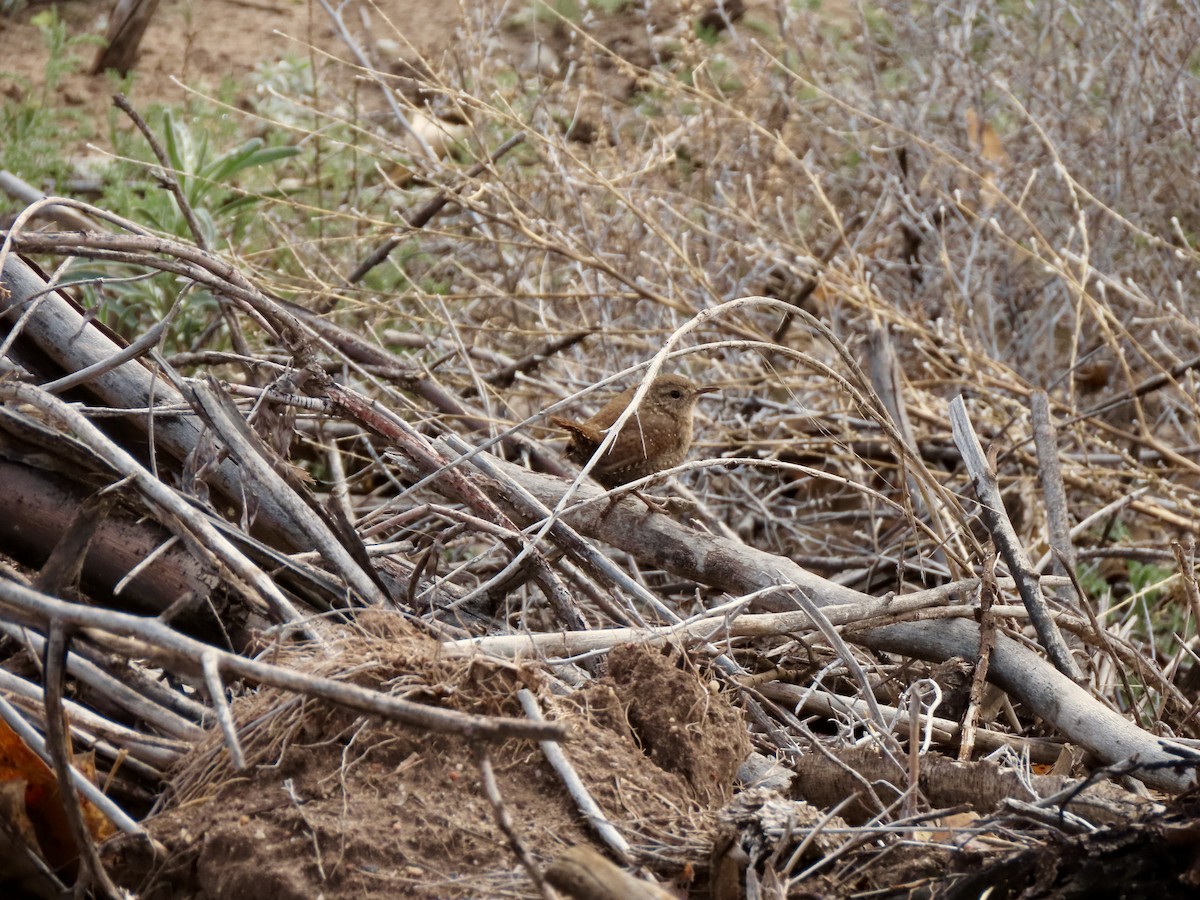 Winter Wren - ML148493761