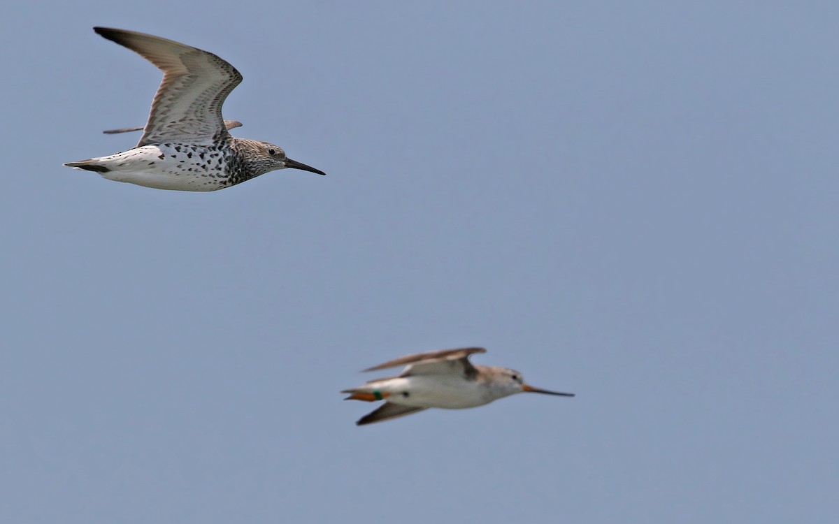 Great Knot - ML148494141