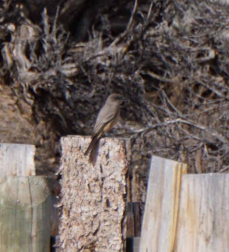 Say's Phoebe - ML148495891