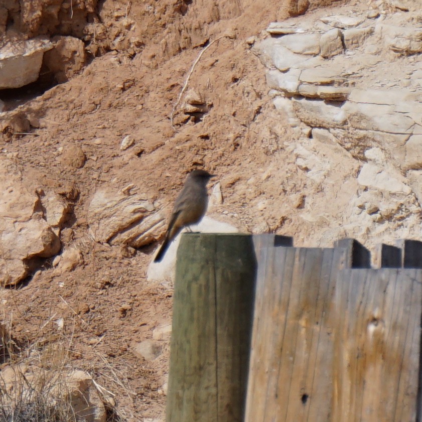 Say's Phoebe - ML148495961