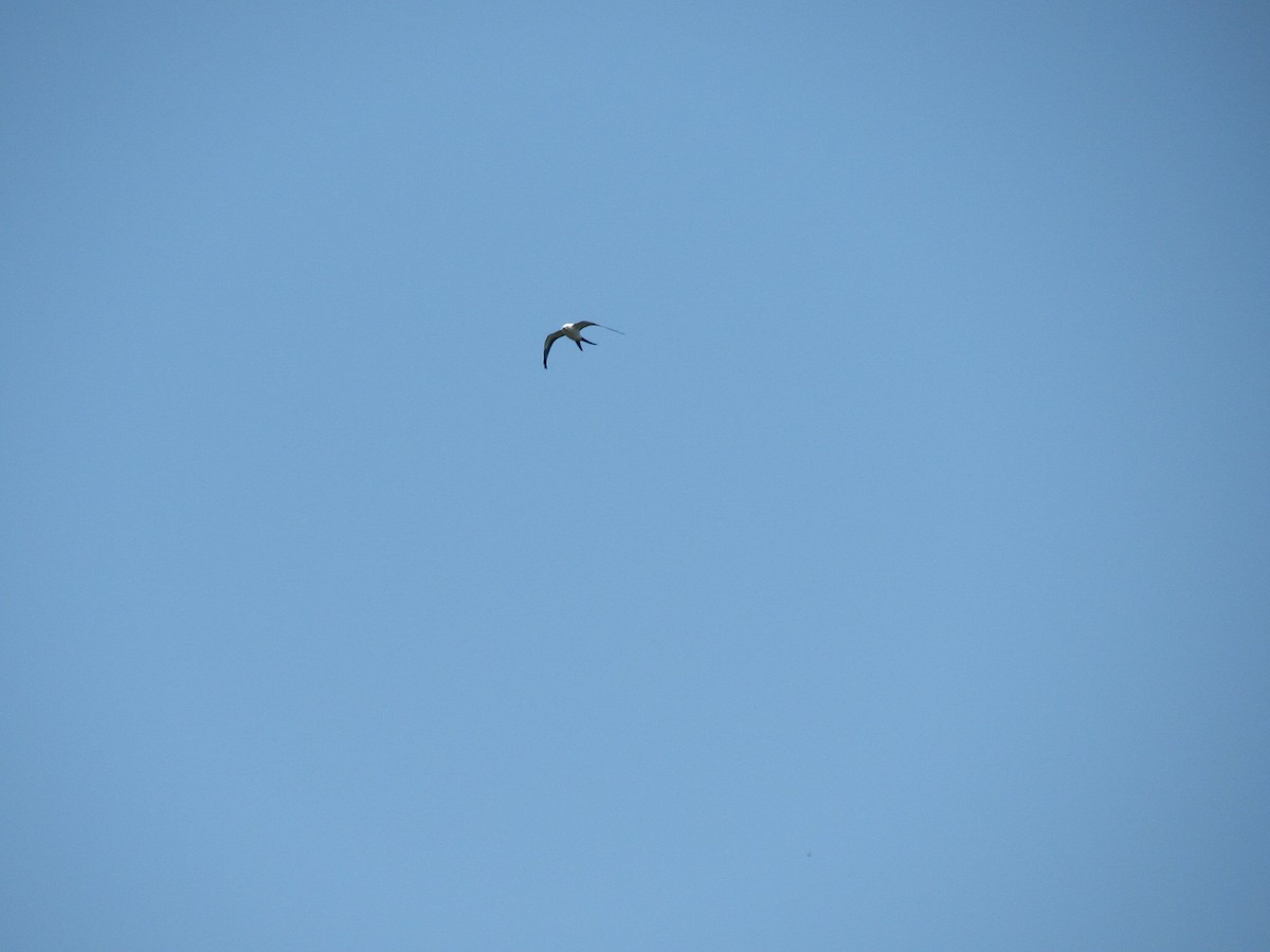 Swallow-tailed Kite - ML148495981