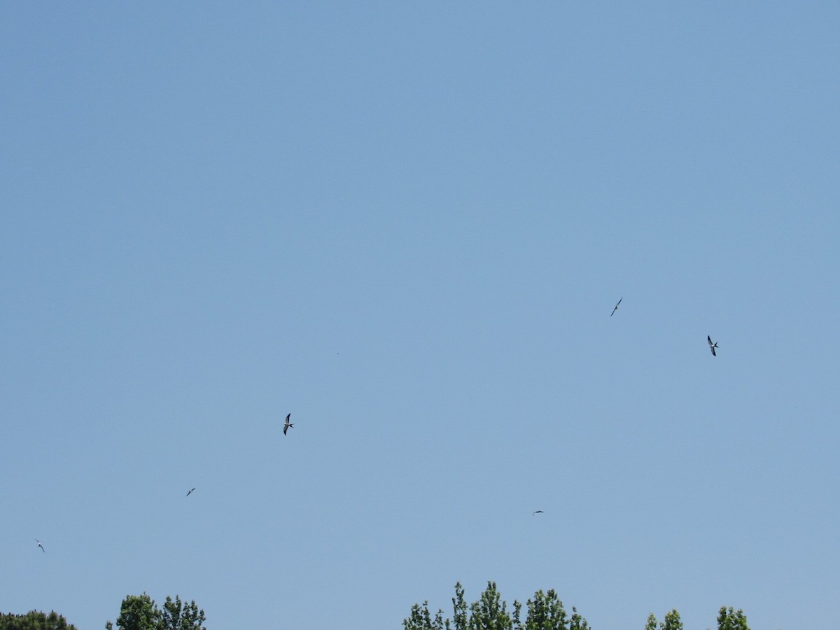 Swallow-tailed Kite - ML148495991