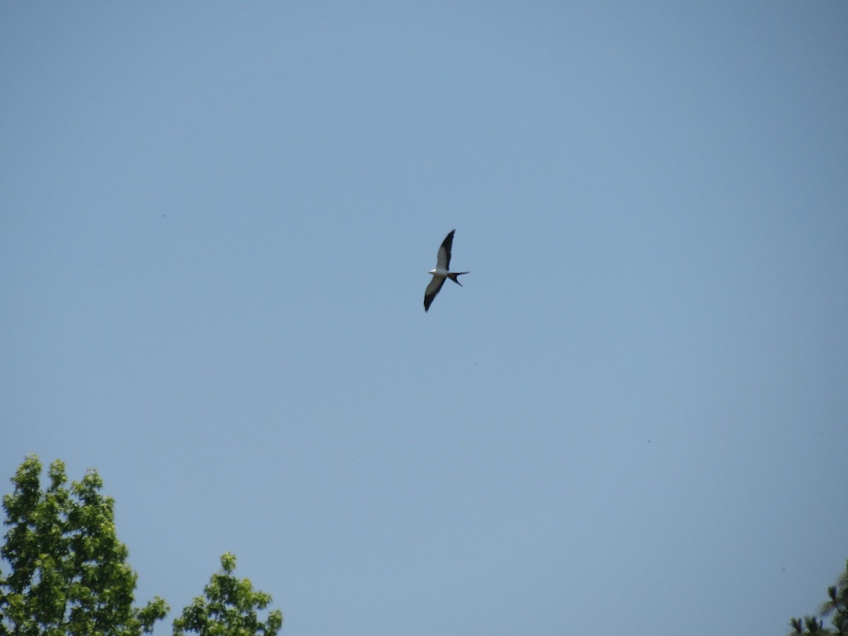 Swallow-tailed Kite - ML148496031