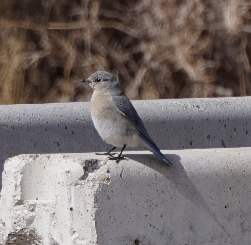 Mountain Bluebird - ML148496051