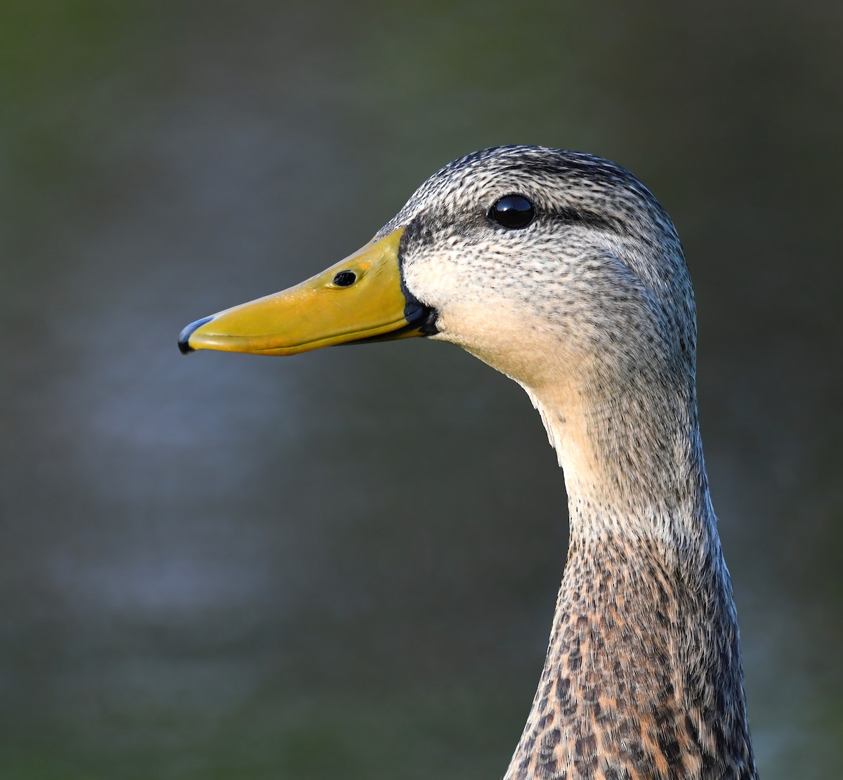 Mottled Duck (Florida) - ML148496251