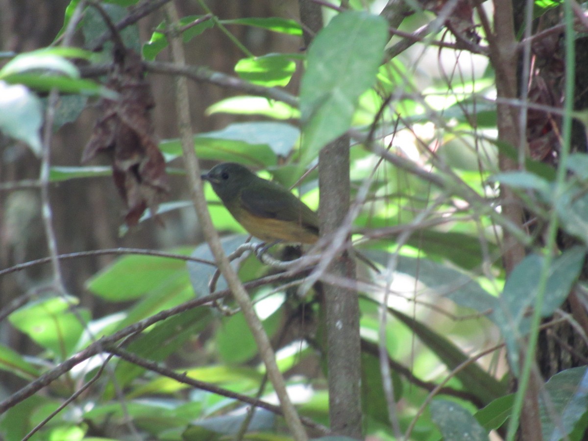 Ochre-bellied Flycatcher - Franklin  Aguilar