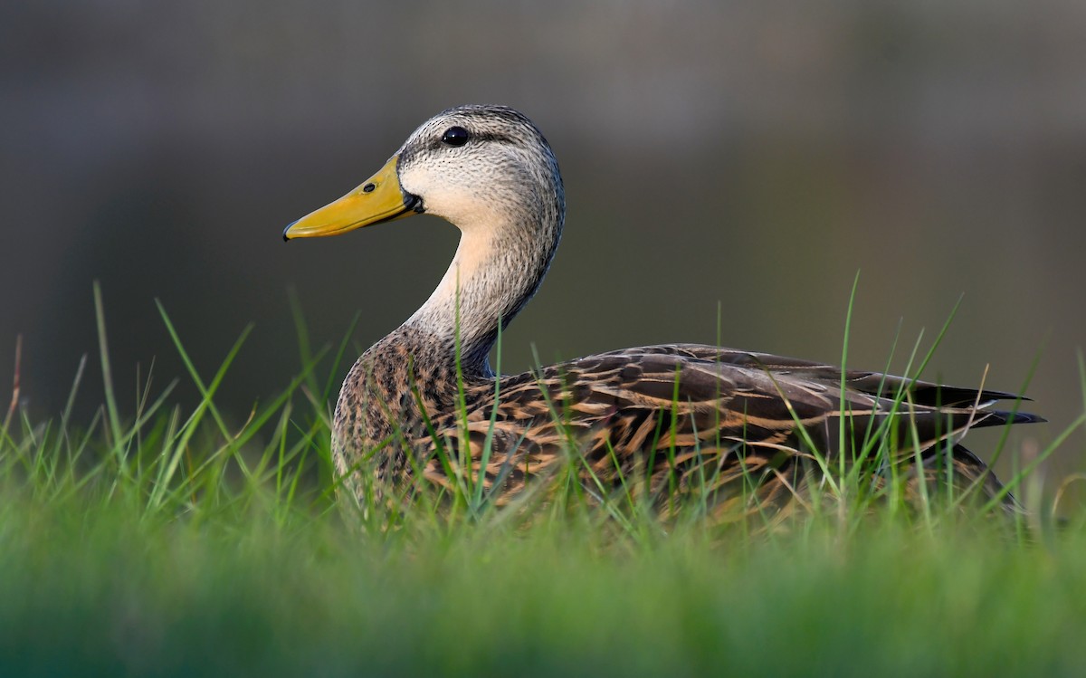 Canard brun (fulvigula) - ML148496781