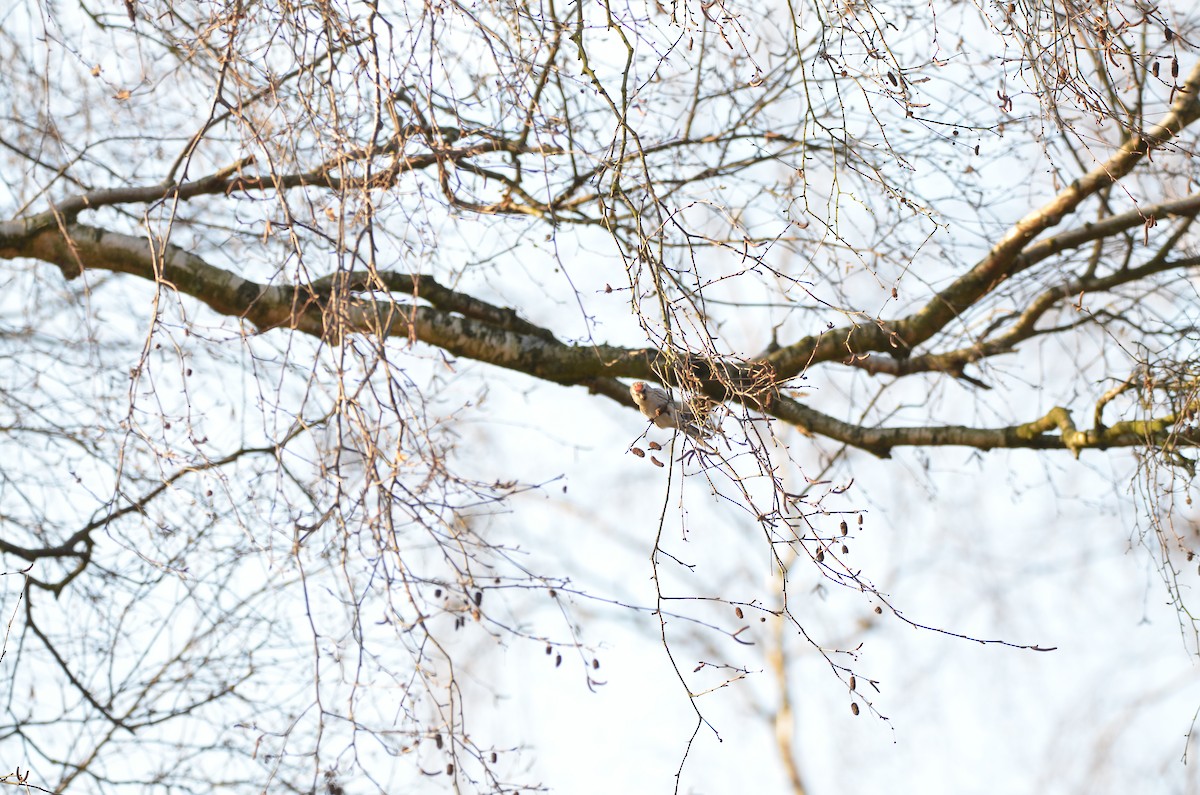 Redpoll (Lesser) - ML148497791