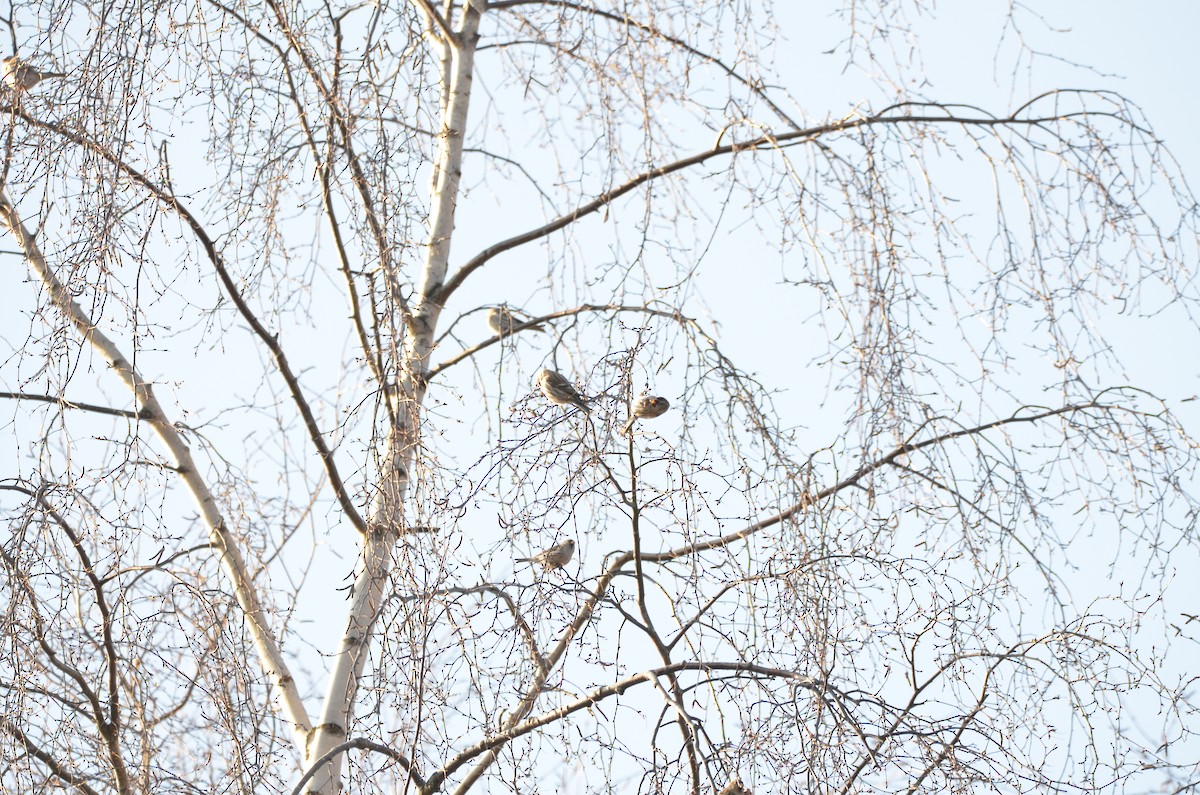 Redpoll (Lesser) - ML148497801