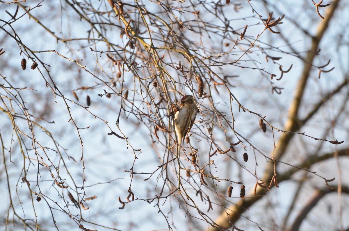Redpoll (Lesser) - ML148497811