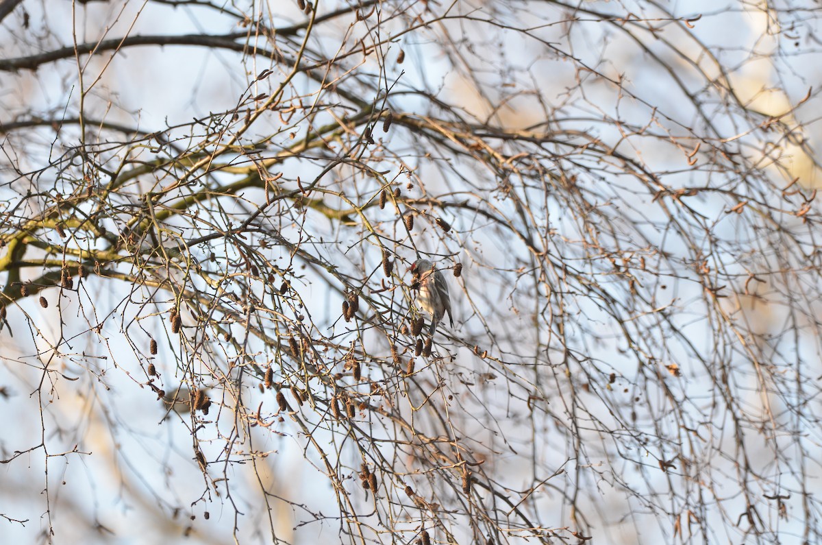 Redpoll (Lesser) - ML148497831