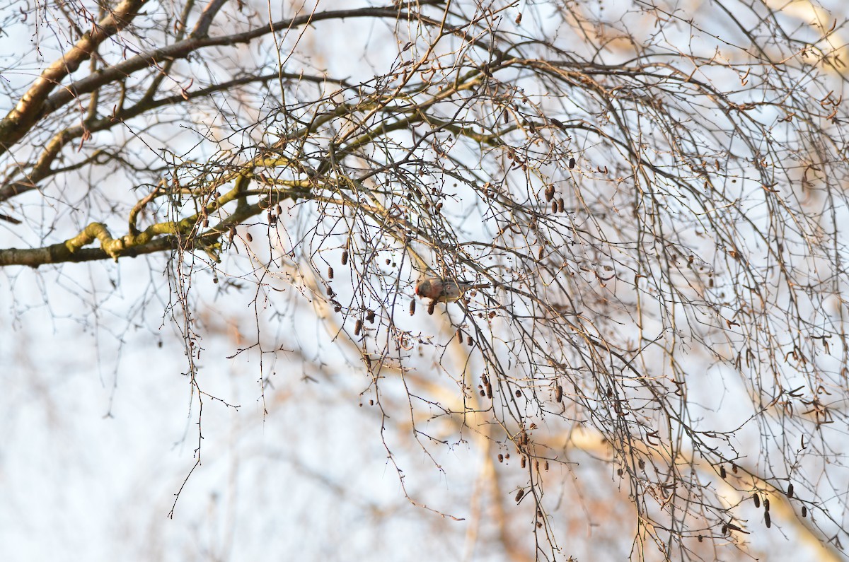 Redpoll (Lesser) - ML148497851