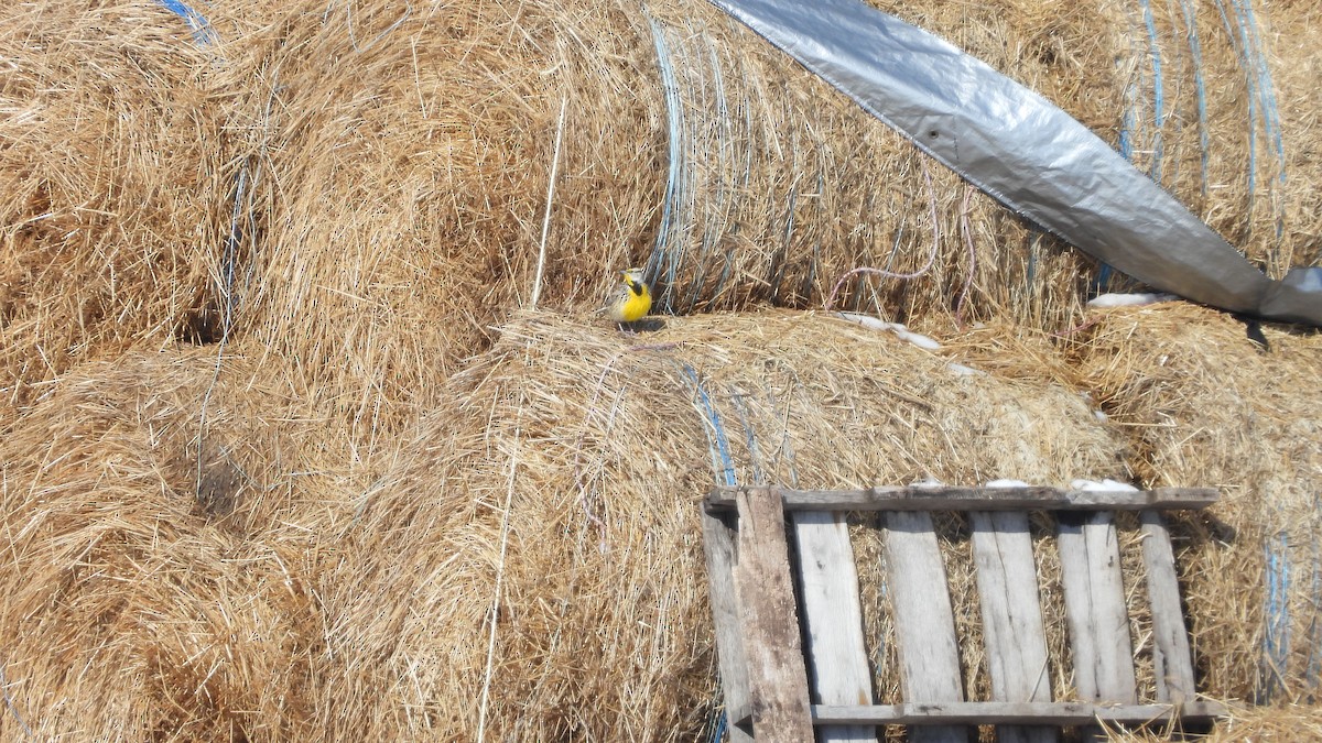 Eastern Meadowlark - M. Laramée