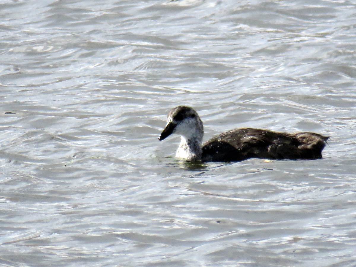 Giant Coot - Mark Salvidge