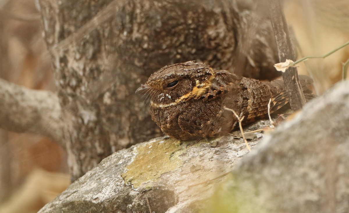 Buff-collared Nightjar - Luke Seitz