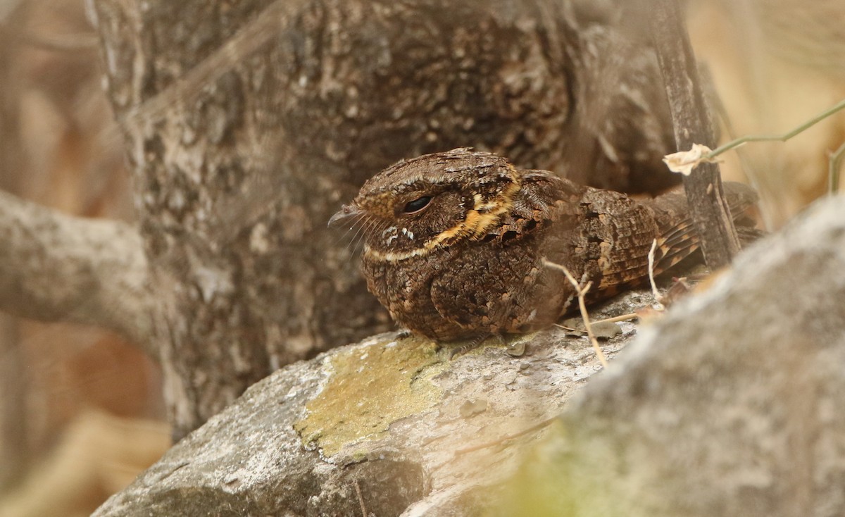 Buff-collared Nightjar - ML148499981