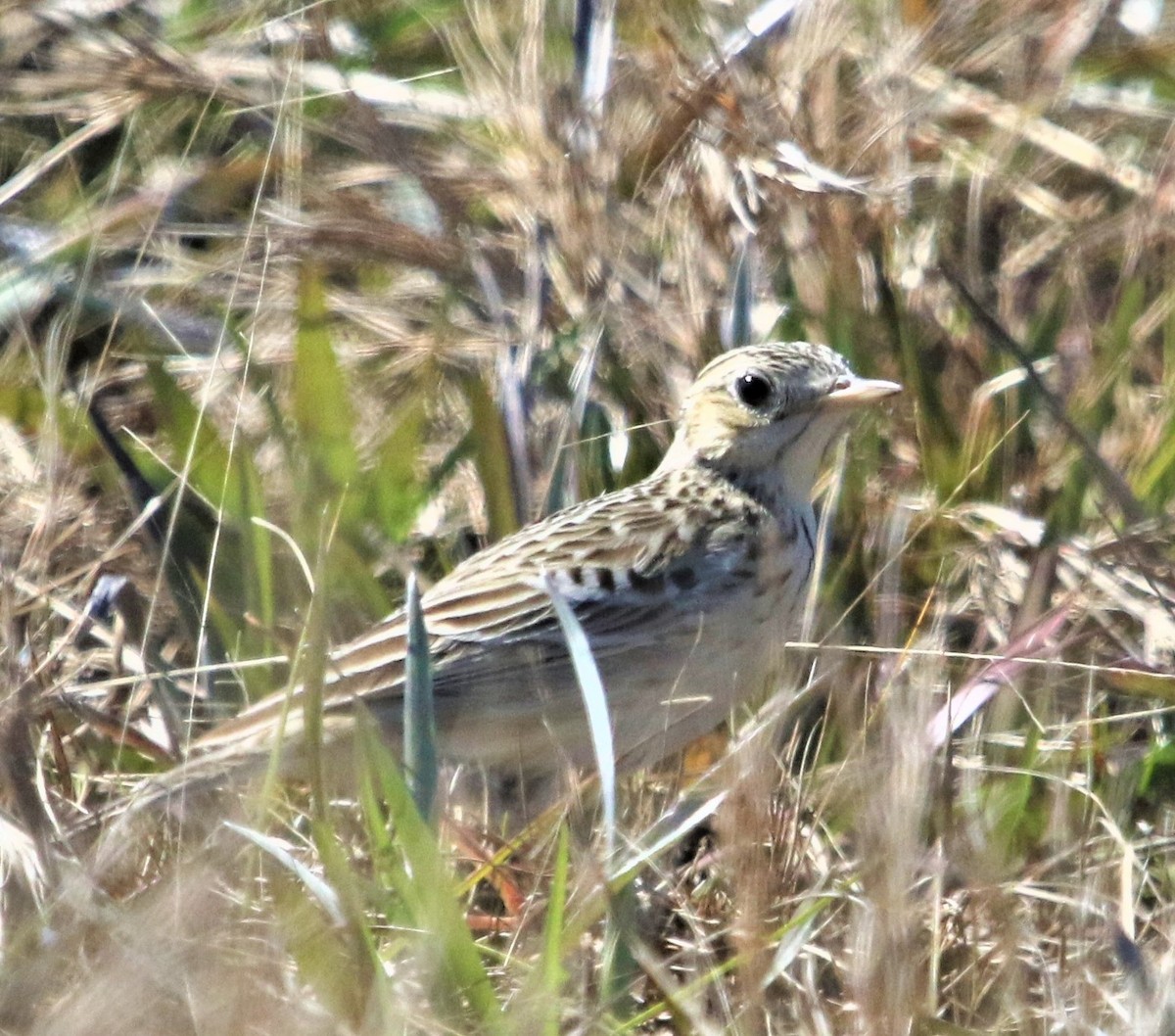 Sprague's Pipit - ML148503331