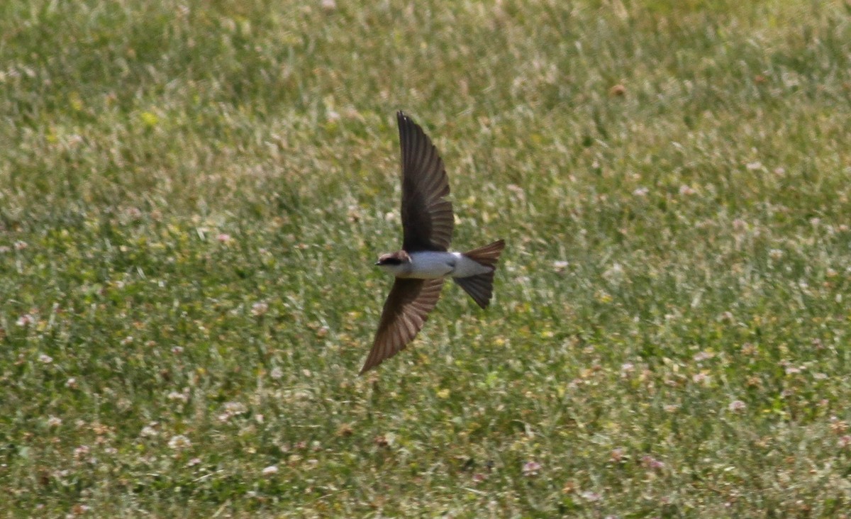Northern Rough-winged Swallow - ML148503911