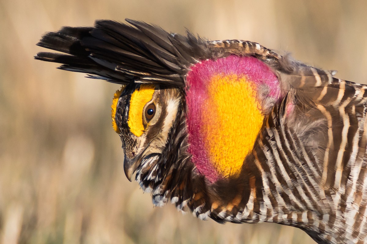 Greater Prairie-Chicken - ML148505121