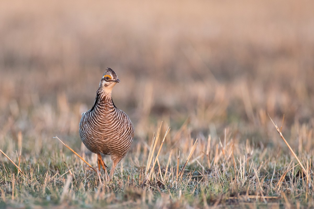 Greater Prairie-Chicken - Ryan Sanderson