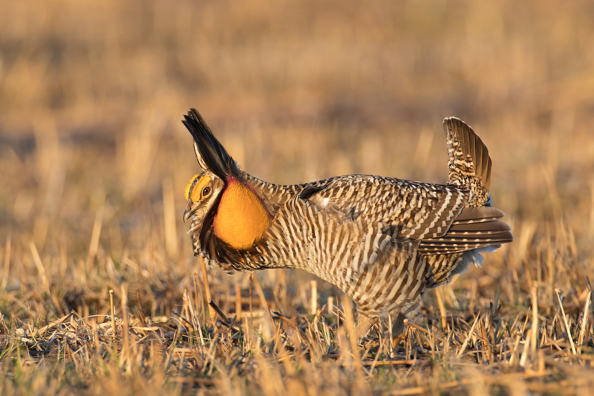 tetřívek prériový - ML148505191