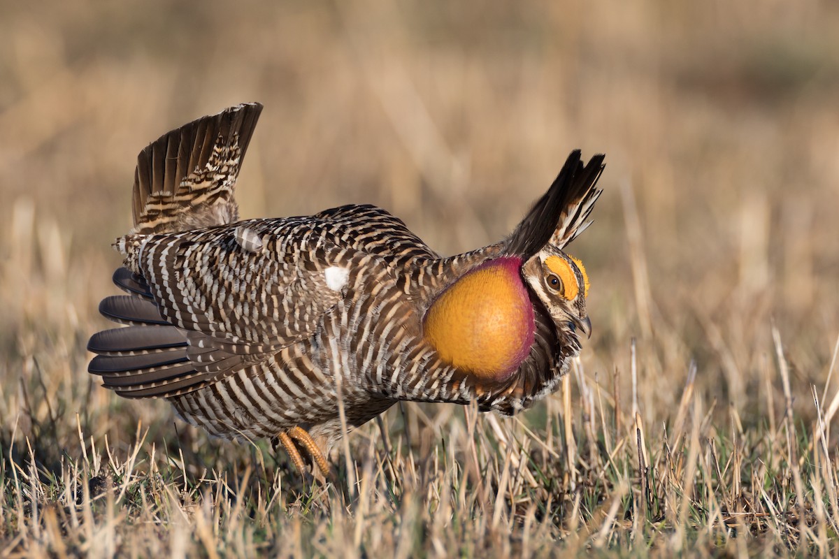 Greater Prairie-Chicken - Ryan Sanderson