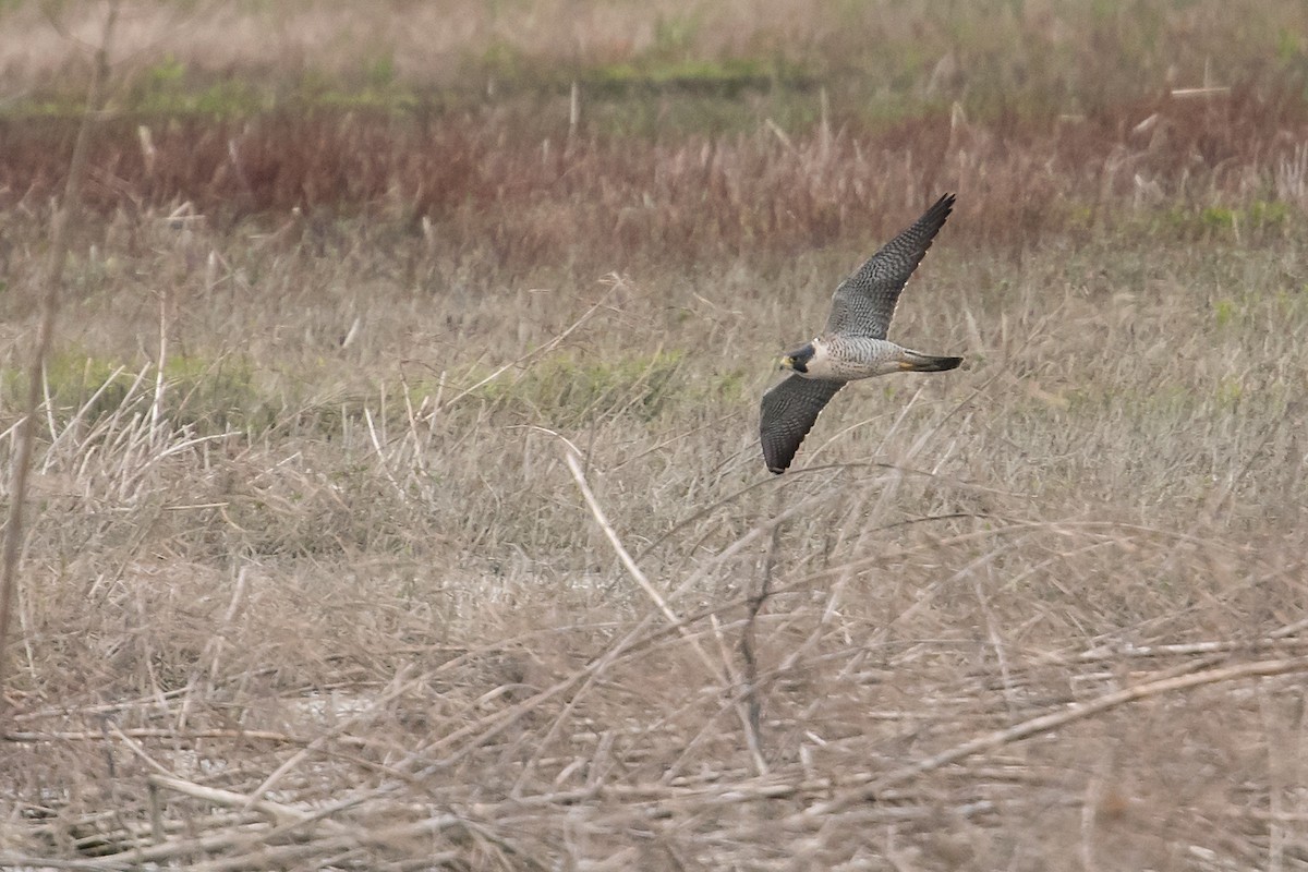 Peregrine Falcon - ML148508091