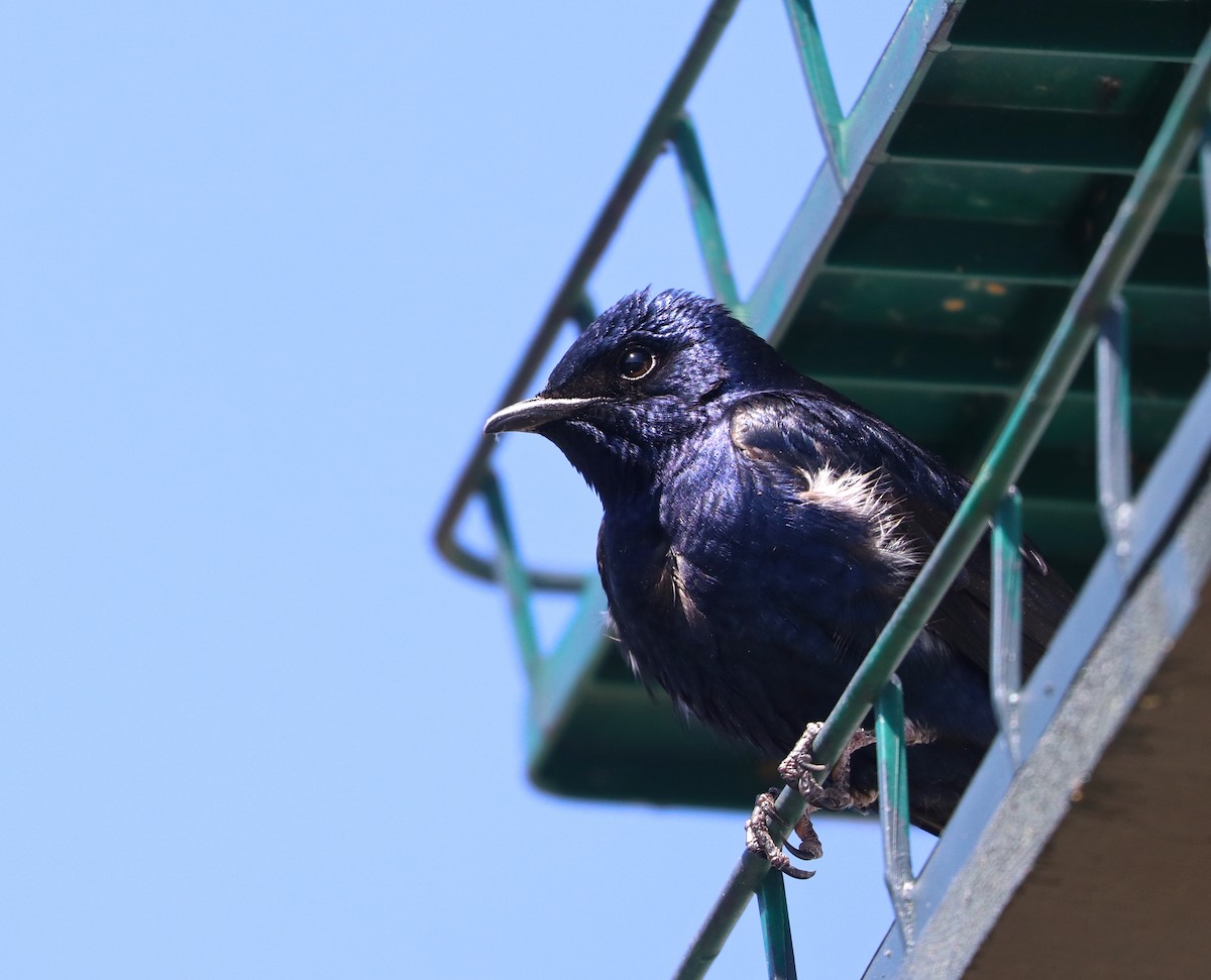 Purple Martin - ML148508721