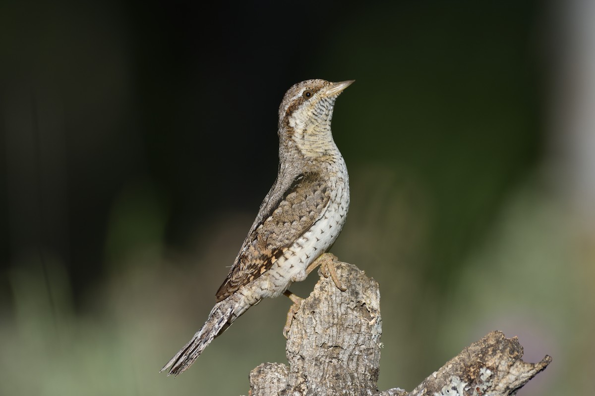 Eurasian Wryneck - ML148513021