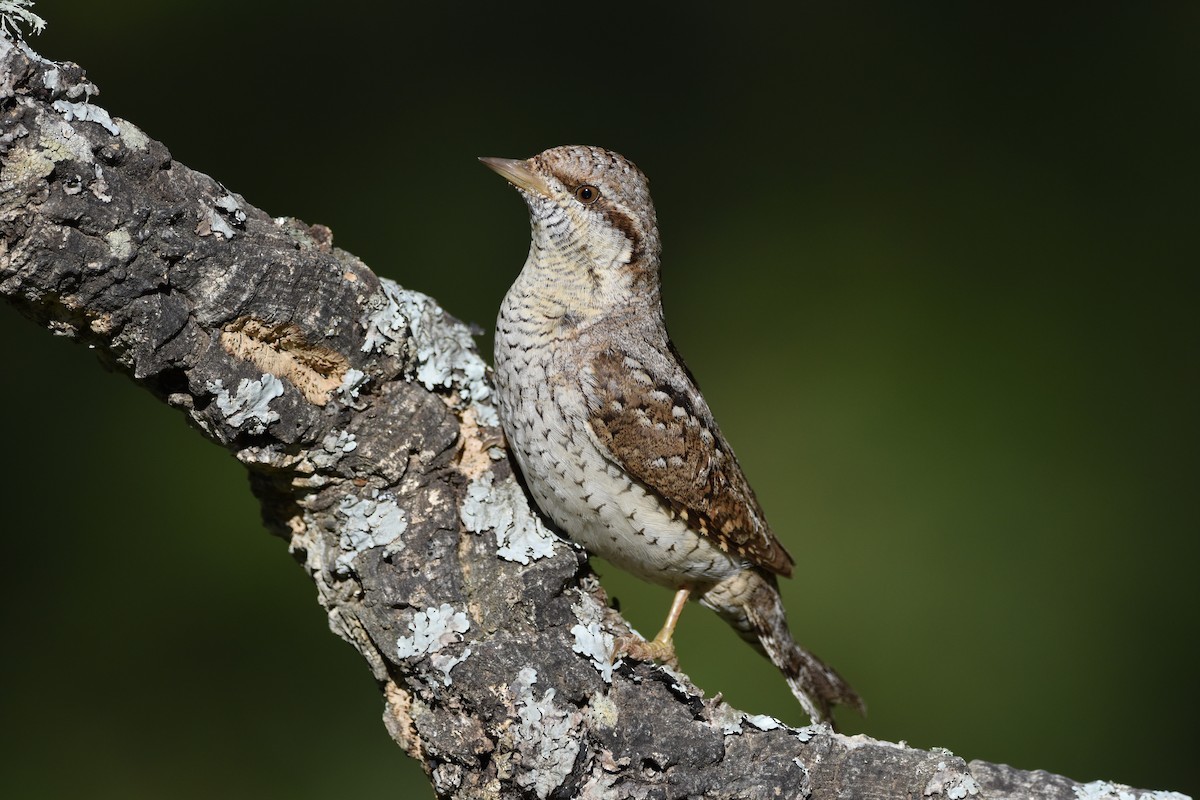 Eurasian Wryneck - Santiago Caballero Carrera