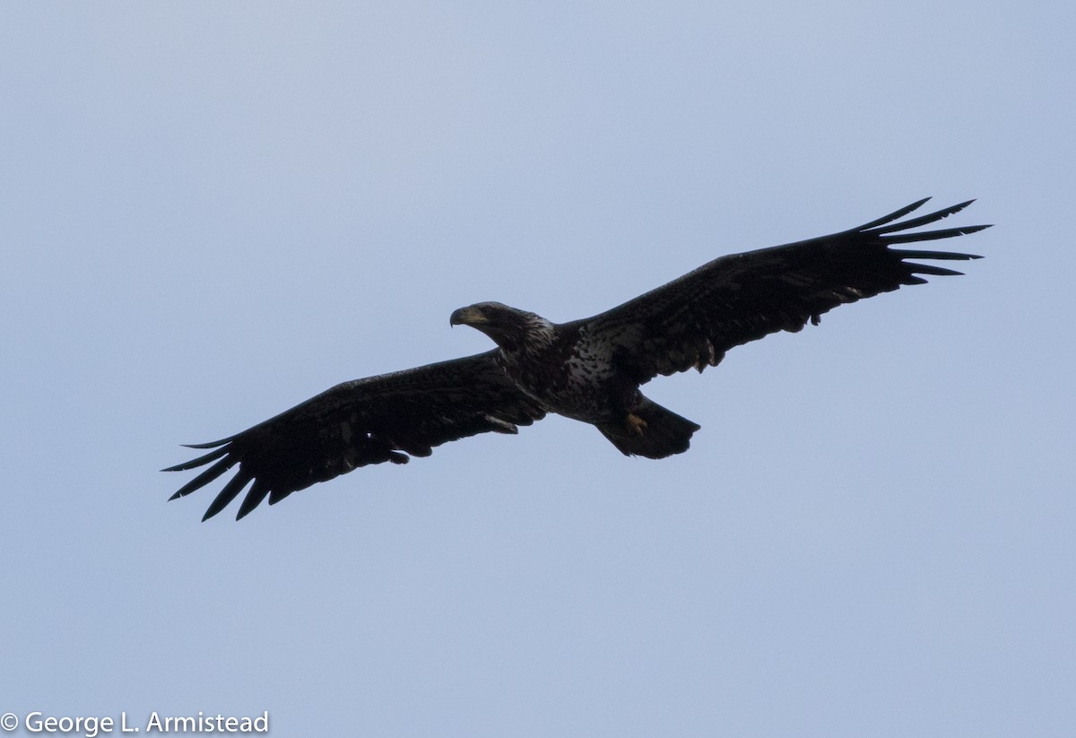 Bald Eagle - ML148513371