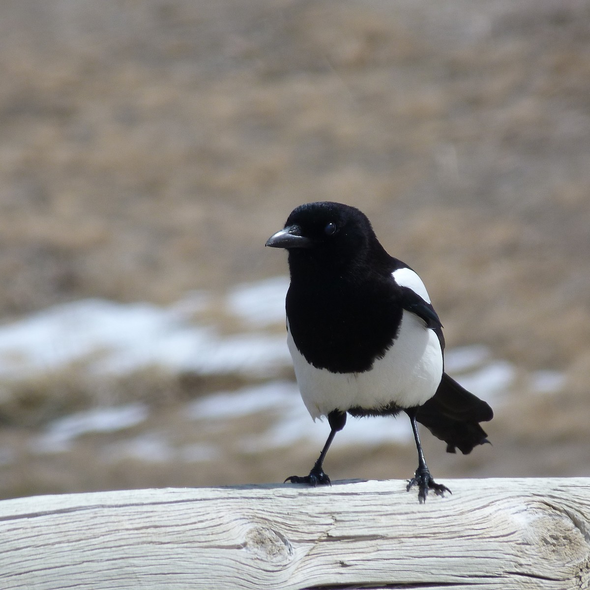 Black-billed Magpie - ML148514511